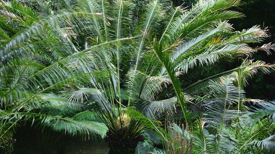 雨林秘境 | 地球上古老的植物类群——<em>苏铁</em>