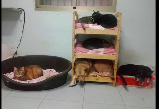 猫咪霸占了狗窝，它只能挤进猫床去睡，<em>狗</em>：没有一只猫是无辜的...