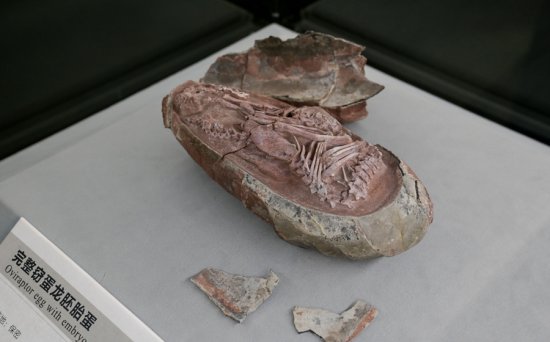现今全球最完整恐龙<em>胚胎</em>化石在中国发现 目前馆藏于福建南安