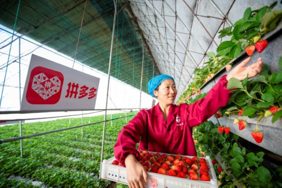 丹东小伙拼多多卖草莓年销1000万元，带动70多户农户收入翻番