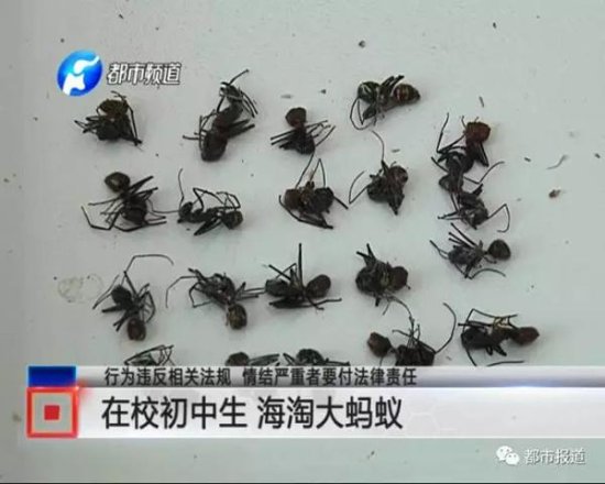 初中生海淘20只<em>巨型蚂蚁</em>当宠物 海关：系外来有害生物
