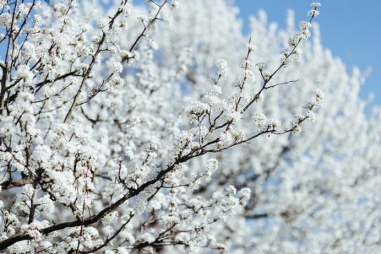 与樱花抢风头！上海辰山植物园豆梨之花盛放