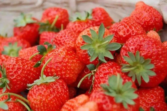 为什么你挑选的<em>草莓</em>品相不好？主要是没掌握这几个方法！