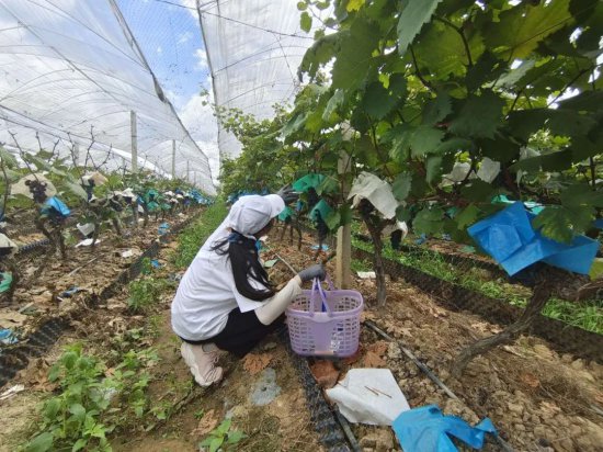 广西民族大学志愿服务队开展实践活动，探索“助农”新模式
