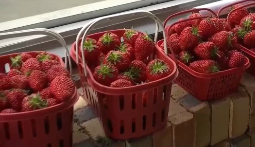 无土立体<em>栽培技术</em>带来更高效益 这里的<em>草莓</em>生长在空中