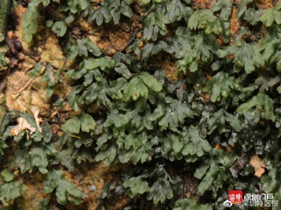 以“深圳”<em>命名的植物</em> 又上新了！这次是一种稀少的蕨类 ，长这样