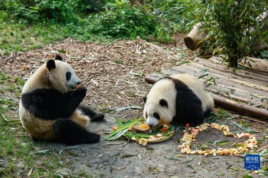 大熊猫<em>龙凤胎姐弟</em>“和花”“和叶”生日会