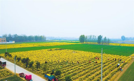 河南太康加快补齐农村发展短板—— 产业绿了 乡村美了