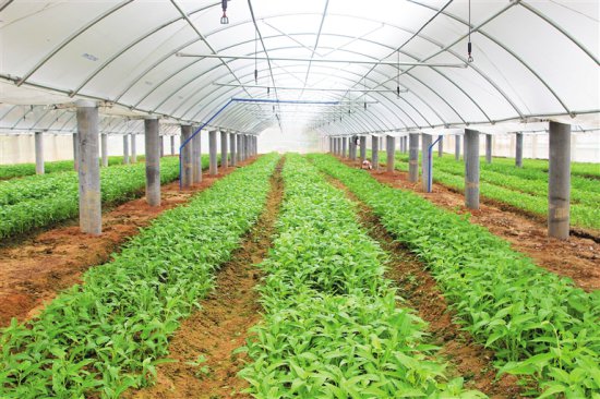 博鳌零碳示范区岛外农光互补光伏项目首批蔬菜上市