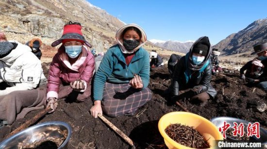 西藏嘉黎牧民迎<em>人参果</em>采挖季 天然“野果”创增收