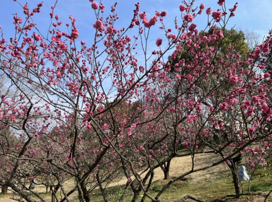 一年一度的南京<em>梅花</em>节来了 ，游客可赴一场春天里的赏梅之约