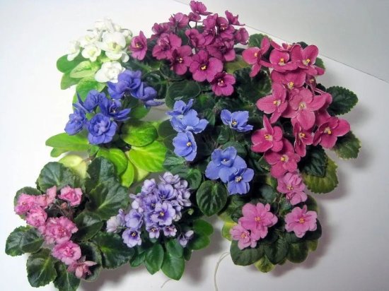 常见的6种室内开花植物，给<em>一点柔和</em>光照就可开花