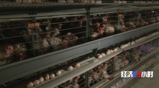 “智能模式”养鸡场 1人1年养20万只鸡 怎么做到的？