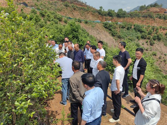 湖南平江：本土专家“传经送宝” 助力油茶产业发展