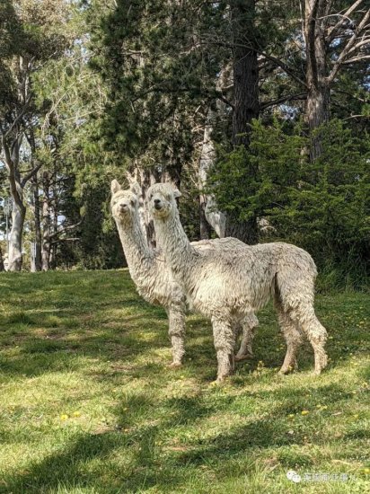 比利时大使在澳大利亚养了只羊驼，起名叫“鲍里斯”？有点传神...
