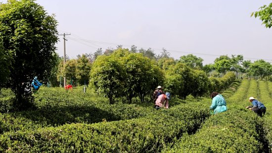 咸安：10万亩春茶进入采摘高峰期 产销两旺村民增收