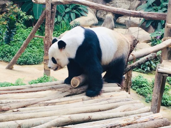 受疫情影响，马来西亚出生的中国大熊猫“谊谊”推迟归期