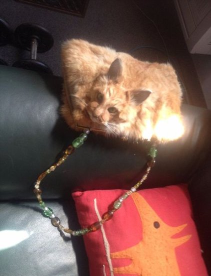 新西兰一<em>网站</em>公开拍卖猫咪标本手提包 起拍价近万元