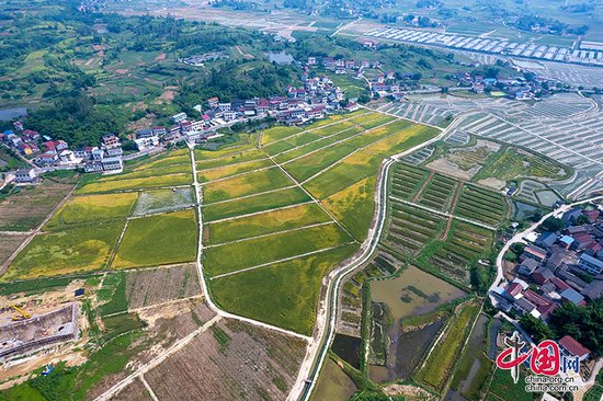 自贡市大安区以创建国家现代农业产业园为契机 推动优势特色产业...
