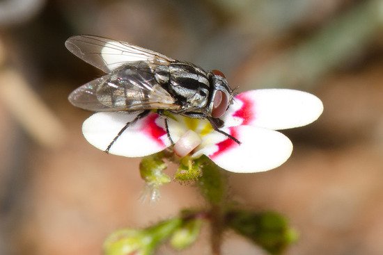 苍蝇季袭来：澳大利亚常见的苍蝇有<em>哪几种</em>？