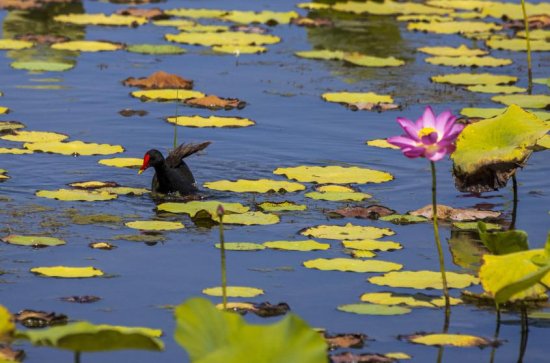 水上精灵黑水鸡栖息新疆察布查尔县湿地公园