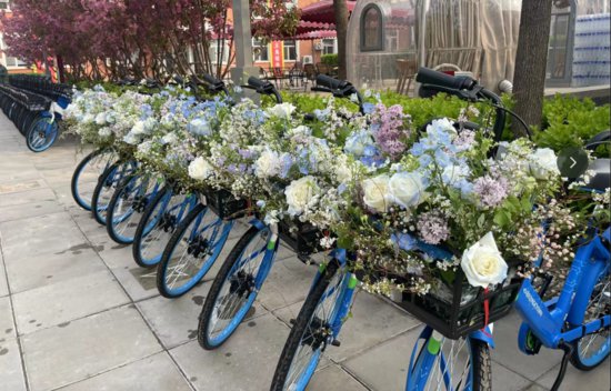 共享单车车篮里开出鲜花，<em>北京亦庄</em>迎来泡桐花盛宴