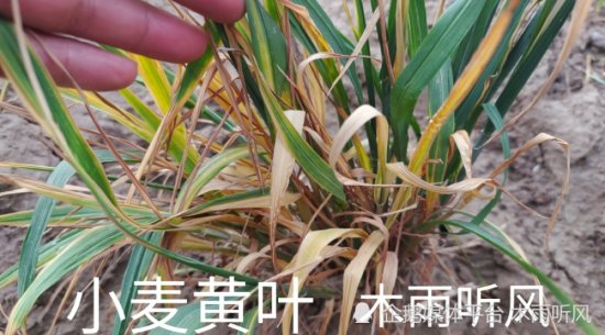 小麦灌浆期叶子<em>发黄</em>，<em>是什么原因引起的</em>？怎么防治？