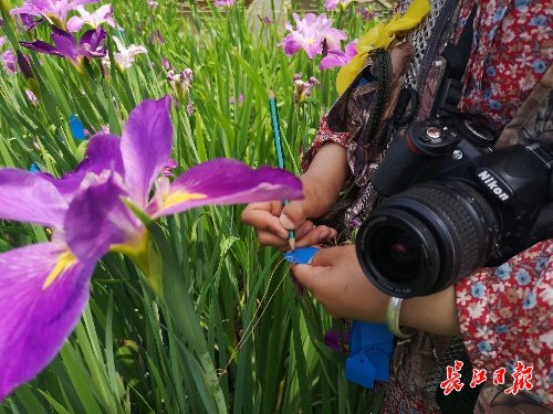 豆蒄、青娥、紫色歌者，她为自己培育的鸢尾新品种起了中国<em>名字</em>