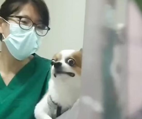 泰国一只宠物狗打<em>狂犬疫苗</em>时因害怕露出滑稽表情