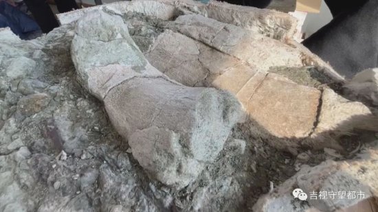 延吉市龙山：发掘工作重启，发现20余件恐龙化石