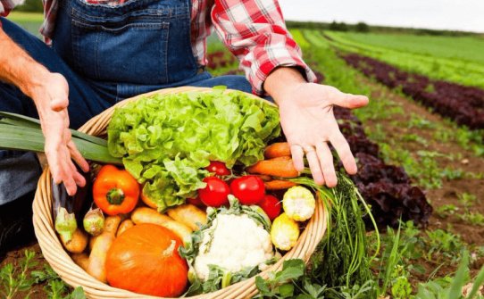 三农日报（10月14日）蔬菜无人农场：成本可节约55%