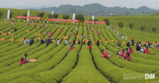 “<em>金手指</em>”诞生！2023年全国双手采茶比赛在贵州举行