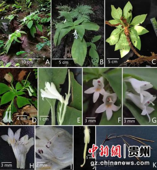 贵州习水发现植物新种“<em>吴氏</em>石山苣苔”