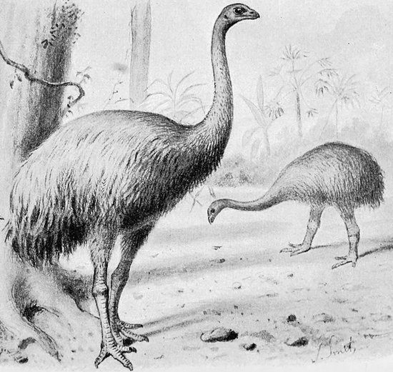 新西兰巨型“鸡腿”，就这么被人啃到灭绝