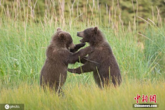 两只棕熊宝宝上演“全武行” 拳打脚踢战况激烈