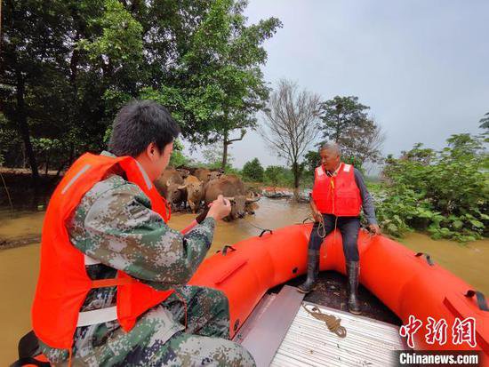 清远清城区：暴雨致村庄道路被淹 十多头牛获救