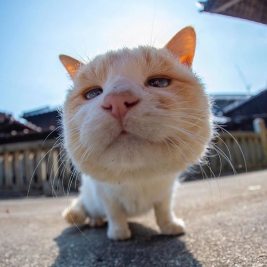 日本摄影师专拍猫咪不可描述部位 毛茸茸圆溜溜萌感十足