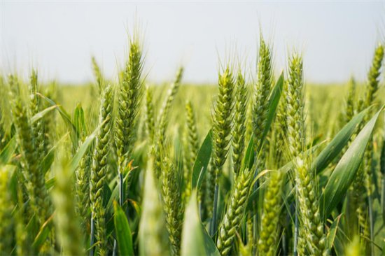 超高产小麦新品种“徐麦185”现场观摩会在江苏徐州举行