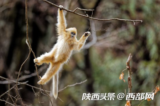 共建陕西“绿芯”金丝猴视觉形象征集活动启动