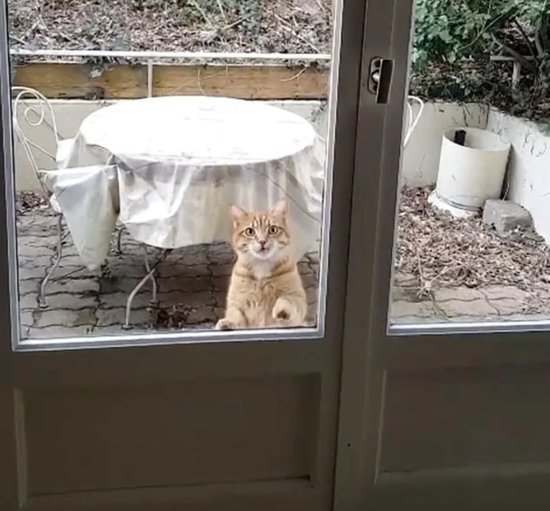 搬到新家后，一只橘猫每天都来拜访，这是什么<em>可爱</em>剧情呀？