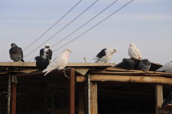 新疆和硕：村庄<em>鸽子</em>养殖热 增收致富渠道多