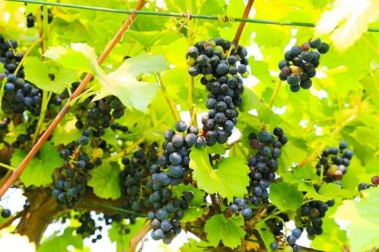 影响葡萄酒酿制的各种地理环境文化因素，葡萄<em>种类</em>有哪些？葡萄...