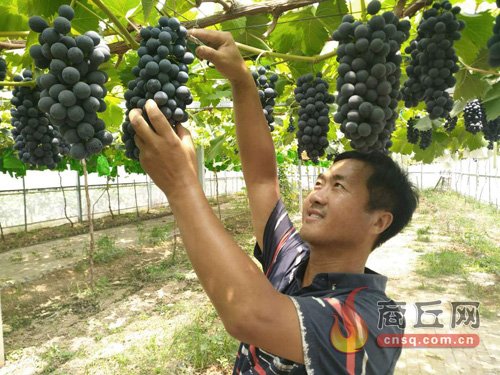 韩秋良：十六年的葡萄庄园梦