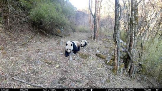 陕西长青国家级自然保护区再拍野生大熊猫母子同框高清影像