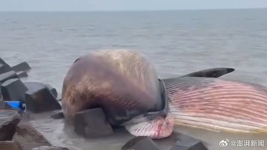 汕头海边发现一头死鲸，科普博主：或为须鲸，可提取组织确定