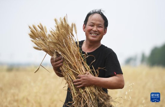 5月22日，河南省南阳市唐河县<em>湖阳镇</em>周安村村民在收获小麦。