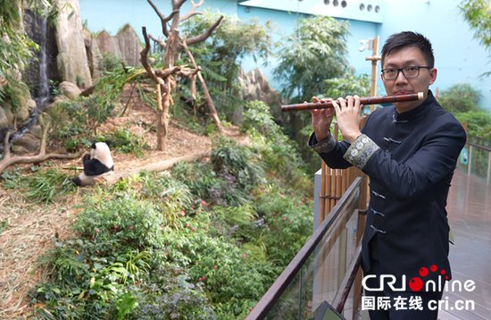 新加坡出生的大<em>熊猫</em>叻叻即将回归中国 中新两国共同举办欢送活动