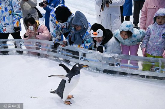 世界企鹅日：看那些大腹便便的小绅士 一摇一摆向你走来