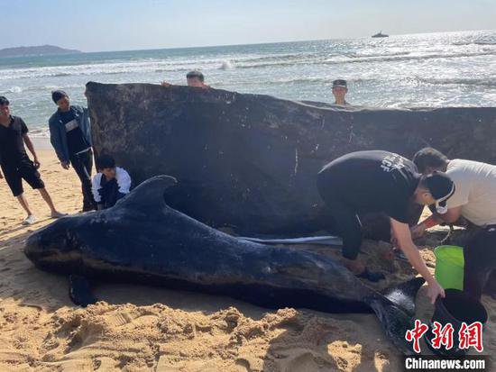 一受伤<em>鲸鱼</em>在三亚海滩搁浅 救援人员将24小时轮流看护