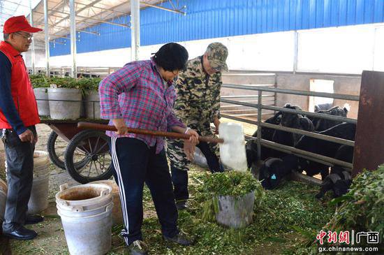巴马：肉羊产业引领乡村振兴“加数跑”